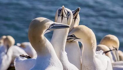 最没有悬念的1比0：对手军心涣散曼城小胜晋级