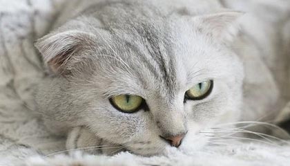 世界杯官方软件安装-绿城：浙江足球春天已到来 2021年唯一目标冲超！